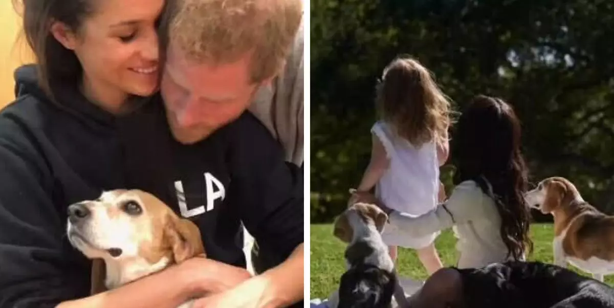 Remembering Guy: Meghan Markle’s Heartfelt Tribute to Her Beloved Beagle